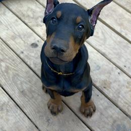 Doberman Pinscher Puppies from Bhon Mhuir Dobermanns