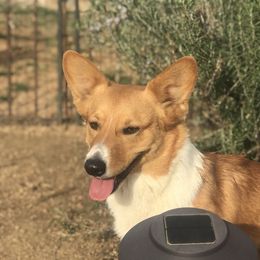 Lillie - Pembroke Welsh Corgi