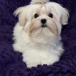 Hank - White male Maltese puppy in Billingsley, Alabama from Euphoria Maltese