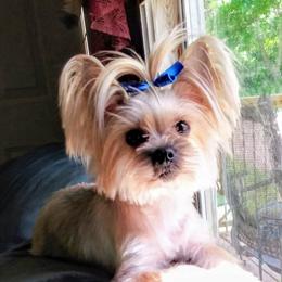 Mouse - Yorkshire Terrier