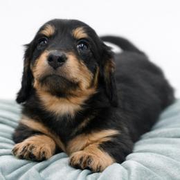 PRADA- AKC Import Lines - Black and cream female Dachshund puppy in Coweta, Oklahoma from Sunnyside Dachshunds