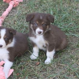 Border Collie, English Setter, and Miniature American Shepherd Puppies from First Harmony Farms