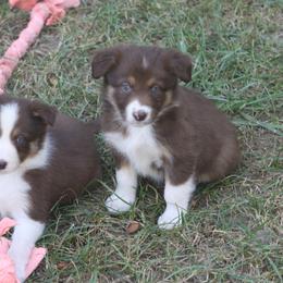 Border Collie, English Setter, and Miniature American Shepherd Puppies from First Harmony Farms