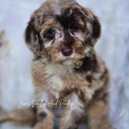 Huddle - Merle male Sheepadoodle puppy in Cleveland, Georgia from Jam's Doodles And Poodles