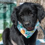 Border Collie, Golden Retriever, and Sporty Mix Puppies from Turbo Border Collies & Coltrievers