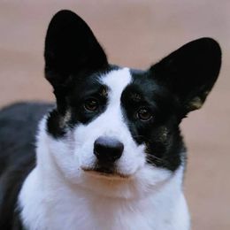 Mae - Cardigan Welsh Corgi