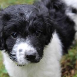 Aussiedoodle Puppies from Old Mills Aussiedoodles