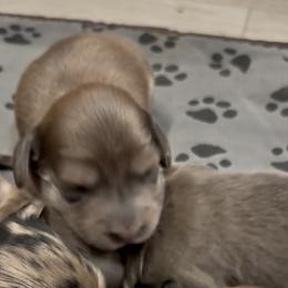 Isabella - Fawn (isabella) and tan male Dachshund puppy in Crestview, Florida from Neverending Dachies