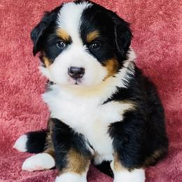 Gray Collar Girl - Black rust and white female Bernese Mountain Dog puppy in Bristol, Tennessee from Holston Hollow Farm