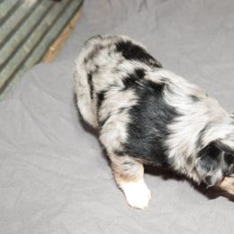 Australian Shepherd Puppies from 4 Aces Aussies