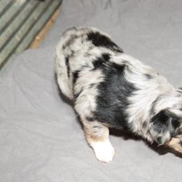 Australian Shepherd Puppies from 4 Aces Aussies