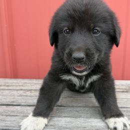 Girl 4 Bonnie olive green collar - Black female Anatolian Pyrenees puppy in Clifton, Illinois from Mcginnis Guardian Dogs