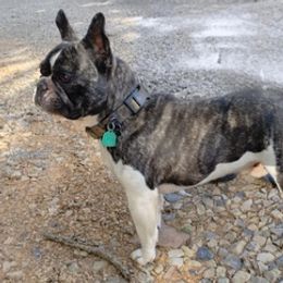 French Bulldogs from Sasha 's Frenchies