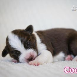 Cookie - Red & white female Miniature American Shepherd puppy in Herriman, Utah from Painted Blue Aussies