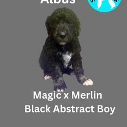Albus - Black male Poodle puppy in Baltimore, Maryland from Steinrock’s Standards