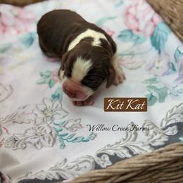 Kit Kat - Liver white and roan male English Springer Spaniel puppy in Uvalda, Georgia from Willow Creek Farms
