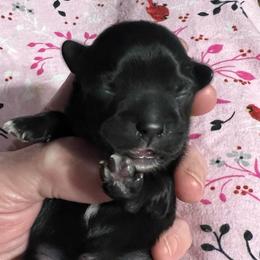 Red collar - Luke Bryant - Black and white male Shorkie puppy in Mays Landing, New Jersey from Fancy Paws Shorkies & Shih Tzus