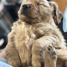 Golden Retriever Puppies from Oak Bluff Golden Retrievers