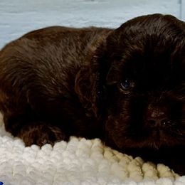 Chocolate Brown Boy - Brown male Cocker Spaniel puppy in Defuniak Springs, Florida from Anastasia Knight's Cocker Spaniels