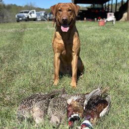 Labrador Retrievers from Oak Hollow Retrievers