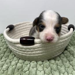 Pistachio (bluie fluffy) - Blue female Pembroke Welsh Corgi puppy in Waco, Texas from The Comma Corgis
