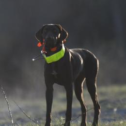 Beretta - German Shorthaired Pointer