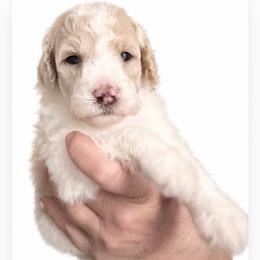 D.J. - Cream male Poodle puppy in Greenwich, New York from MizzElle’s Standard Poodles