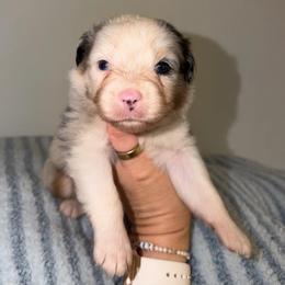 Tostadas - Blue merle male Australian Shepherd puppy in Anniston, Alabama from All Hale Aussies