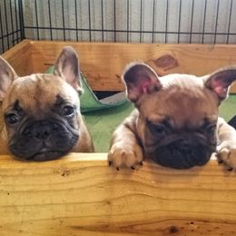 Boston Terrier and French Bulldog Puppies from Willis Family Bostons