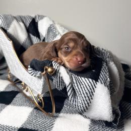 Gunner - Chocolate and cream male Dachshund puppy in New Albany, Mississippi from Double A. Doxies