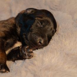 Sansa - Fawn female Belgian Malinois puppy in Baltimore, Maryland from Abenteurer German Shepherds & Belgian Malinois