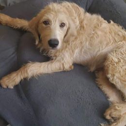 Labradoodle Puppies from Silver Acorn Doodles
