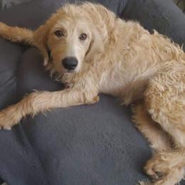 Labradoodle Puppies from Silver Acorn Doodles