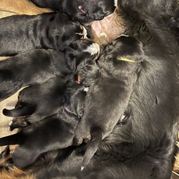 Bernese Mountain Dog Puppies from Foggy Mountain Berners