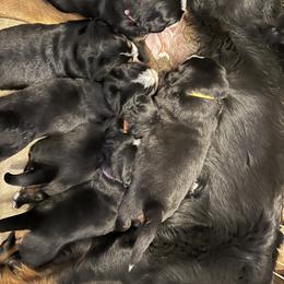Bernese Mountain Dog Puppies from Foggy Mountain Berners