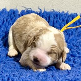 Gold Collar - Apricot male Australian Labradoodle puppy in Coeur D'alene, Idaho from Lake City Labradoodles