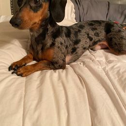 Dachshund Puppies from Kelly's Doxie Farm