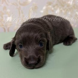 Titan - Gray (blue) and tan male Dachshund puppy in Jonesboro, Illinois from Twin Hills Dachshunds