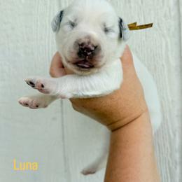 Luna - LUA liver long coat - White and liver brown female Dalmatian puppy in Jefferson, Georgia from Spotted Jewels Dalmatians