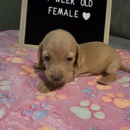 Dachshund Puppies from Blue Ridge Weenies