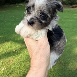 Polo - Parti male Yorkshire Terrier puppy in Centre, Alabama from Sassy Yorkie , miniature schnauzer , Maltese Love of Alabama