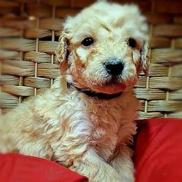 Cosmo - Apricot male Goldendoodle puppy in Hendersonville, Tennessee from Ben's Best Buddy Goldendoodles
