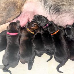 German Shepherd Puppies from Di Massimo Canile