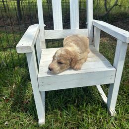 Hazelnut - Parti male Goldendoodle puppy in Milan, Georgia from Cherokee Rose kennels