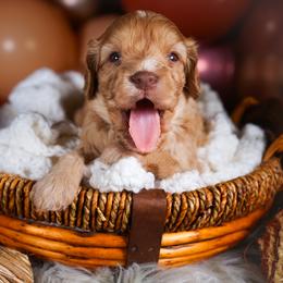 Cavapoo Puppies from WW Cavapoos