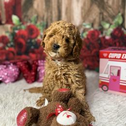 Bella - Red  female Goldendoodle puppy in Lake Panasoffkee, Florida from Donnas Deluxe Doodles LLC