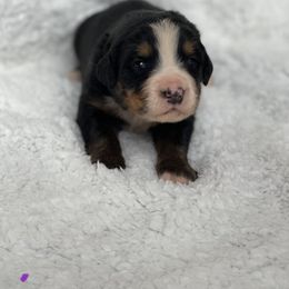 Bernese Mountain Dog Puppies from Michetti’s Mountain Dogs