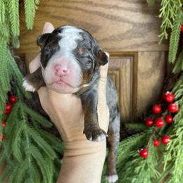 Girl 5 - female Bernedoodle puppy in Superior, Arizona from Mountain Bridge Doodles
