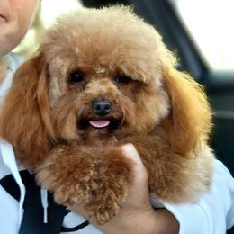 Red - Poodle