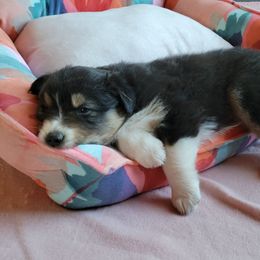 Australian Shepherd Puppies from Amare Aussies